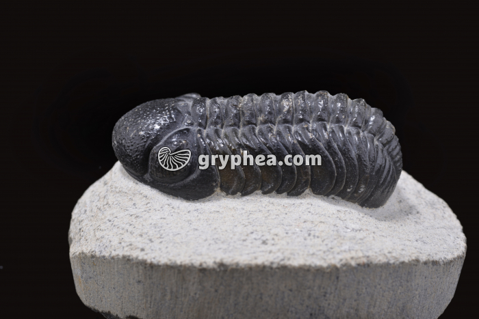 Trilobite (vue latérale) - gryphea.com